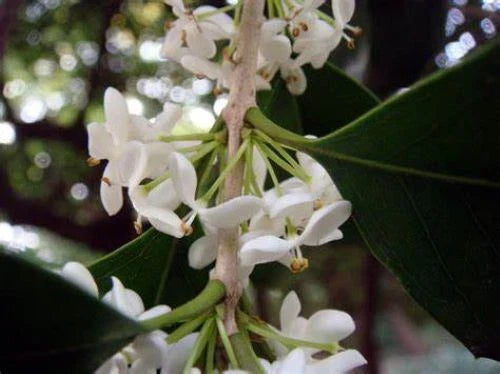 Fragrant Tea Olive Starter Plant - Osmanthus fragrans - Well Rooted, Aromatic Shrub for Garden or Landscape