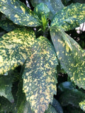 Gold Dust Aucuba Shrub Cuttings - 6" Rooting Cuttings - Aucuba japonica - 5 Pieces Green Shrubbery Plants