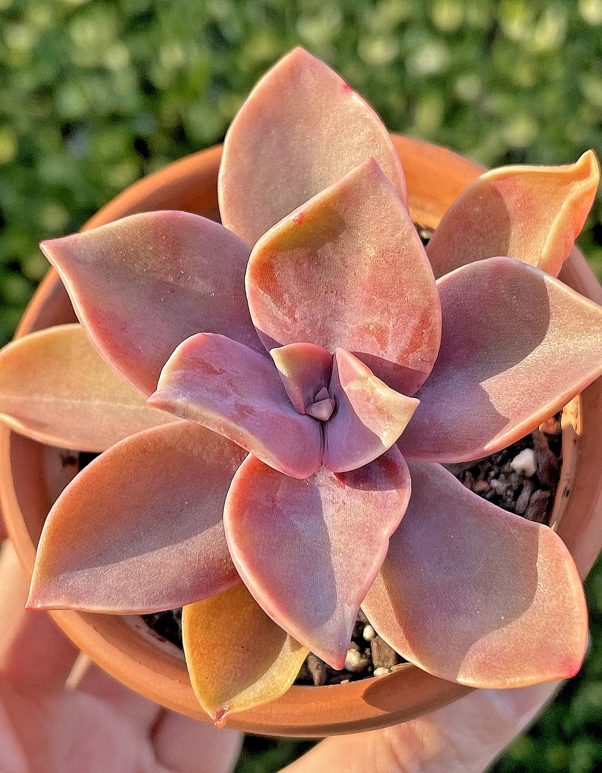 Rare Succulent Graptoveria Fred Ives Live Plant 2-Inch | Indoor Home Decor Gift | Low Maintenance Houseplant