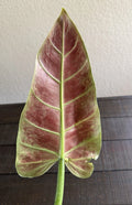 Philodendron Subhastatum Rooted Cutting - Tropical Houseplant, Rare Variety, Easy Care, Indoor Plant