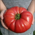 Giant Heirloom Tomato Seeds, 30 - 4000 Count, World Record Variety, Delicious Flavor, Solanum lycopersicum