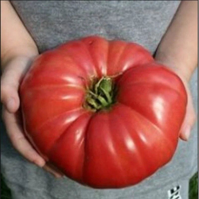 Giant Heirloom Tomato Seeds, 30 - 4000 Count, World Record Variety, Delicious Flavor, Solanum lycopersicum