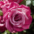 Heirloom Hybrid Tea Live Rose Cuttings 5-8" Long Mauve 4 Stems Rosa spp. Unrooted Fresh Garden Roses