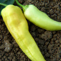 Sweet Banana Pepper Seeds 4 oz Sealed Bag - Capsicum annuum - Non-GMO, Heirloom Variety, Ideal for Home Gardens