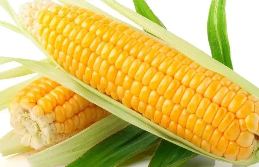 Sweet Golden Bantam Corn Seeds - 500+ Heirloom Organic NON-GMO Seeds - Fresh, Non-GMO Corn for Home Gardening