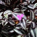 50 Cuttings Tradescantia Zebrina Wandering Jew Plant - Easy Care Houseplant for Indoor Gardening, Purple & Green Foliage