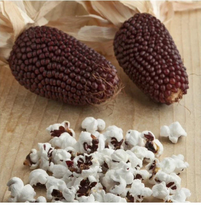 Red Strawberry Popcorn Seeds - 20+ Rare Ruby Indian Corn (Zea mays) - Unique Maize for Garden in USA