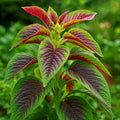 Red Amaranth Seeds - 100+ Stripe Leaf Chinese Spinach Yin Cho - Amaranthus tricolor for Vegetable Garden