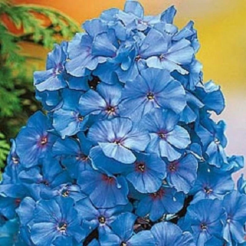 Light Blue Phlox Seeds - 50 Perennial Flower Seeds for Butterfly Garden - Phlox paniculata