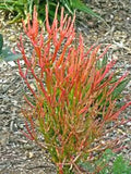 15 Cuttings 8-12" Firestick Pencil Thornless Succulent Euphorbia Tirucalli, Drought-Tolerant Indoor Plant Cuttings