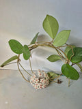 Hoya Cuttings - 3 Dapple Grey Cuttings - Hoya spp. - Perfect for Plant Propagation