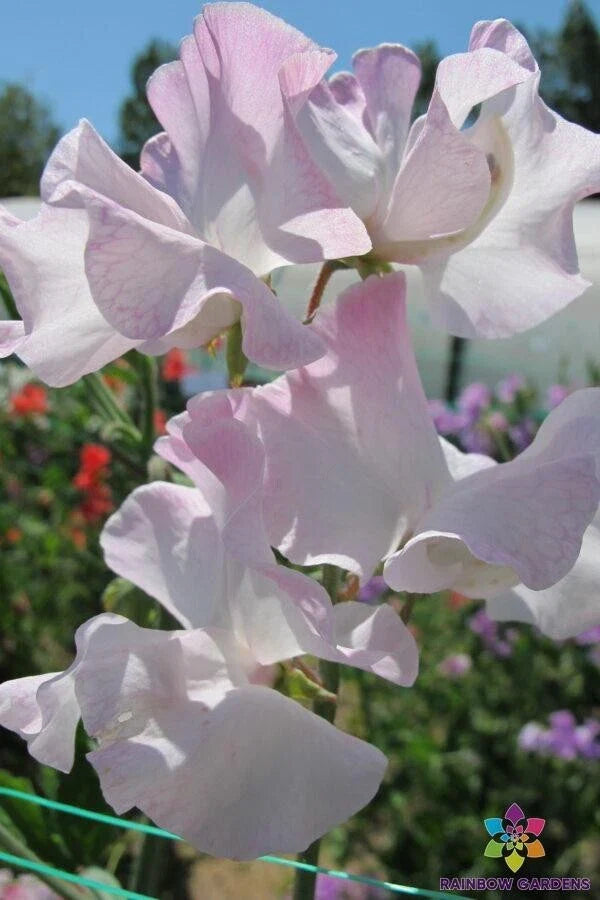 Deborah Devonshire Sweet Pea 50 Seeds - Heirloom Variety for Garden - Lathyrus odoratus - USA