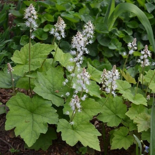 Foamflowers Bare-root Plant - Tiarella cordifolia - Native Perennial Groundcover - Hardy, Shade-Loving Flora