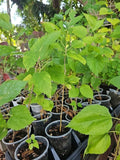 Dwarf Black Mulberry Live Plant 10" Everbearing Organic Morus Nigra Well Rooted