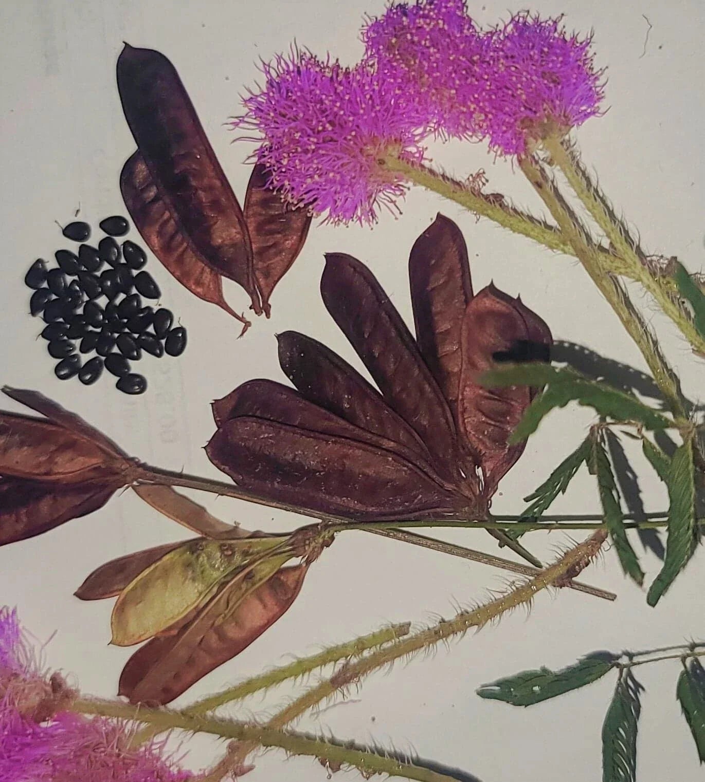 Organic Sensitive Plant Seeds (30+ Count) - Mimosa Pudica, Touch-Me-Not, Shameplant, Shy Plant, Easy to Grow