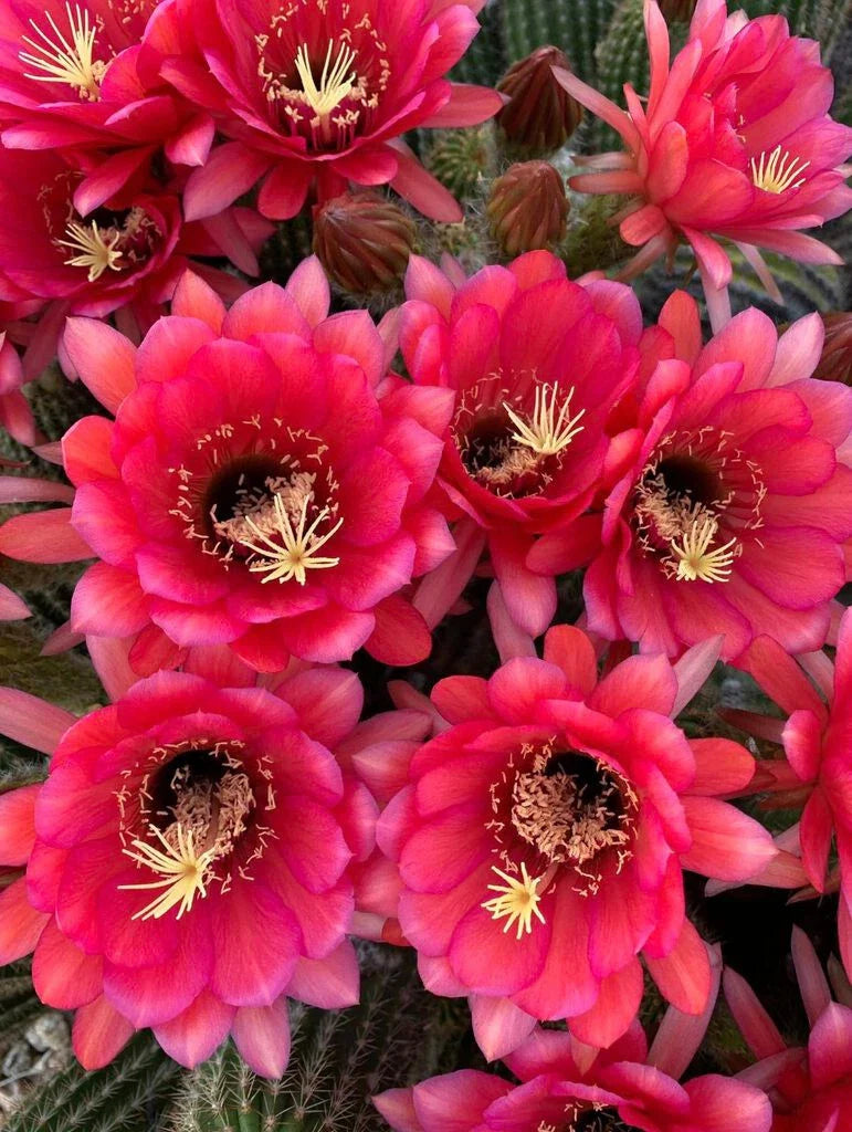 Tricocereus Grandiflorus Cactus, 3.5" Pot, Huge 5" Pink Flowers, Show-Stopper