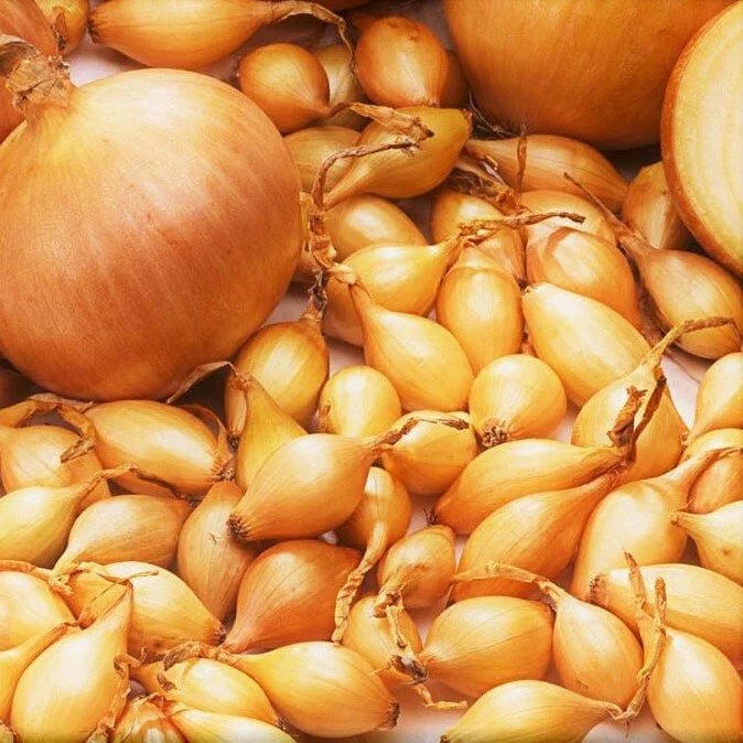 Spanish Globe Onion Sets Bulbs - Long Day Yellow Sweet - Allium cepa - 2025 Fast Shipping