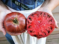 Cherokee Purple Tomato Seeds - 10+ Heirloom Non-GMO Organic Seeds - Solanum lycopersicum