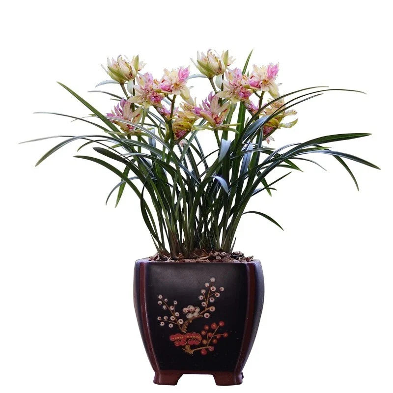 Cymbidium Orchid Plant - Extra Fragrant Butterfly Variety - Cymbidium ensifolium - Easy Care Bare Root
