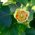 Live Tulip Tree Plant 7" Tall Well Rooted Liriodendron Tulipifera, Ideal for Gardens and Landscaping