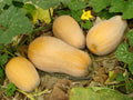 Organic European Winter Butternut Squash Seeds - 10 Pack - Non-GMO Cucurbita moschata - USA Grown, Free Shipping
