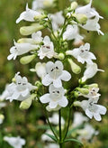 Snow White Penstemon Digitalis Seeds - 200 Beardtongue Wildflower Seeds, Easy to Grow, Native Perennial