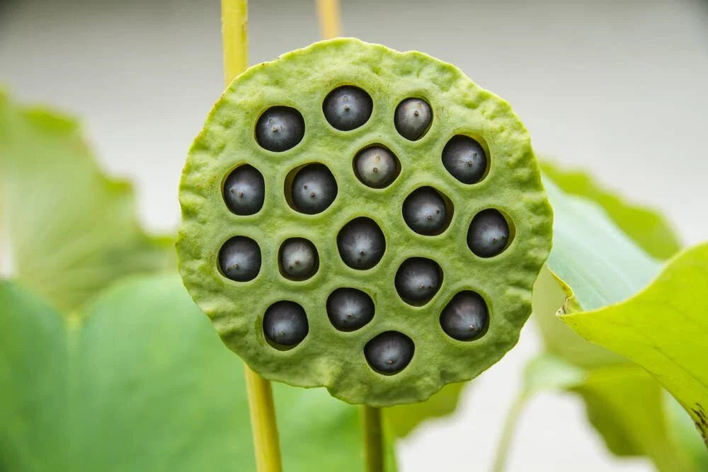 Lotus Seeds for Planting - 10 Pack - Aquatic Flowering Variety - Nelumbo nucifera - Ideal for Koi Ponds & Outdoor Water Gardens