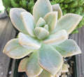 Graptopetalum Paraguayense - Ghost Plant Cuttings - 2.5" Diameter - 3 Unrooted Succulent Cuttings