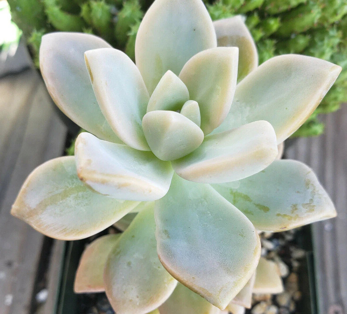 Graptopetalum Paraguayense - Ghost Plant Cuttings - 2.5" Diameter - 3 Unrooted Succulent Cuttings