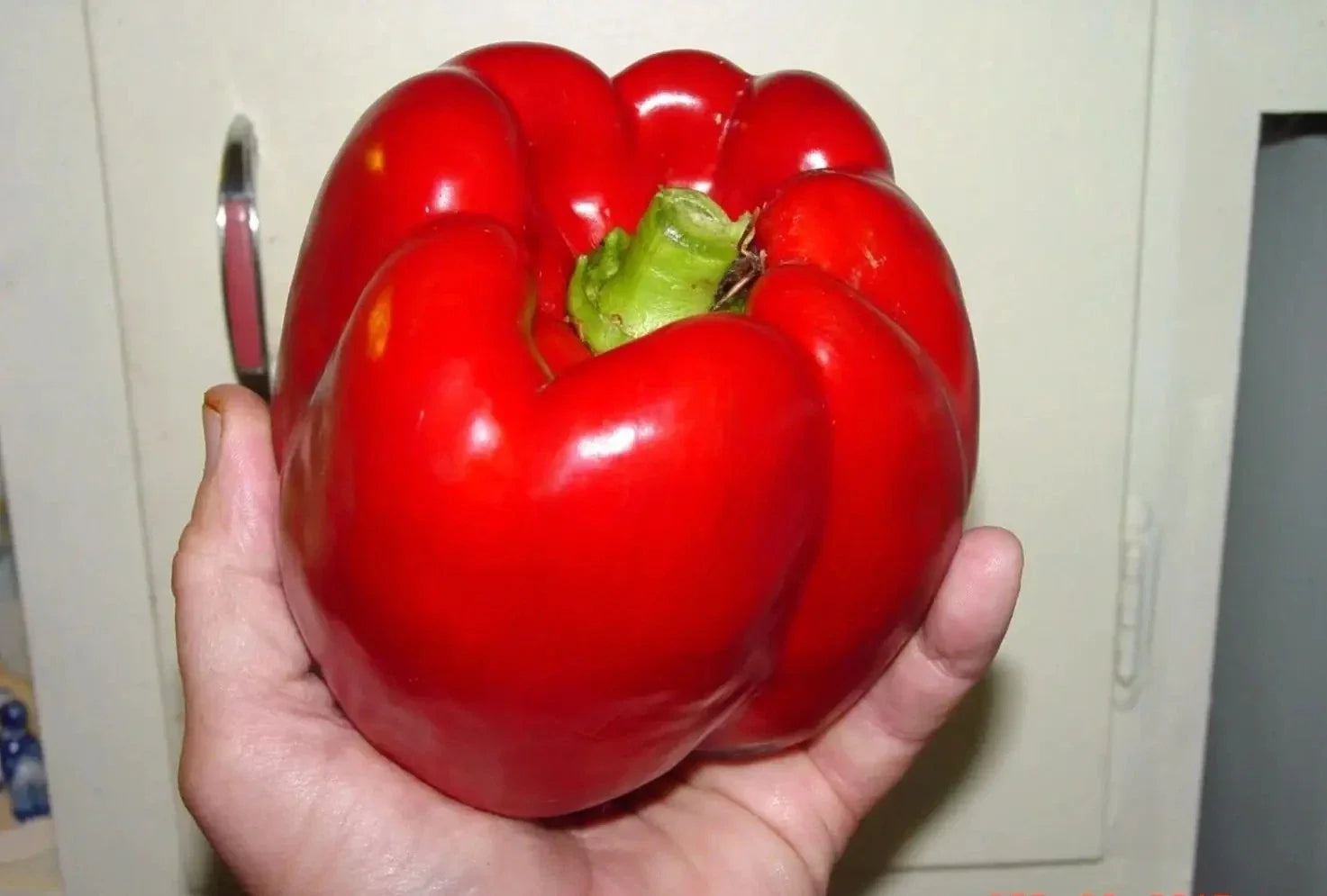 Giant Red Bell Pepper Seeds - 30+ Heirloom Organic Non-GMO Sweet Peppers - Fresh Seed Packet