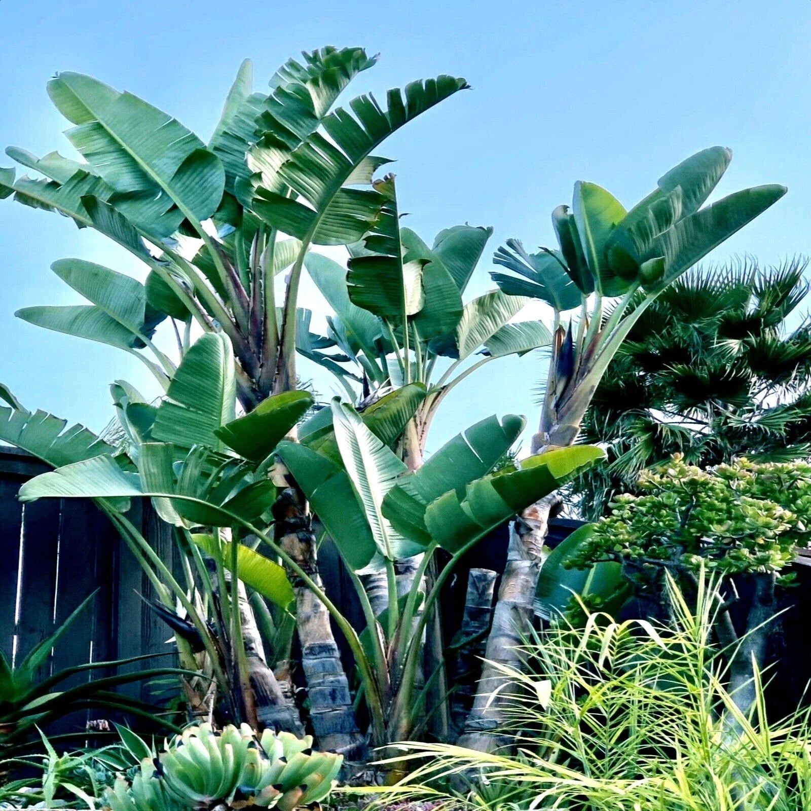 Giant White Bird of Paradise Seeds - Strelitzia nicolai - Tropical Flower Plant for Garden and Landscape
