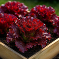 Ruby Red Lettuce Seeds - 1000+ Heirloom Non-GMO Antioxidant-Rich Seeds - Lactuca sativa