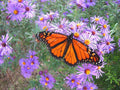 New England Aster Seeds - Perennial Native Wildflower - Summer/Fall Blooms - Aster novae-angliae - Easy to Grow