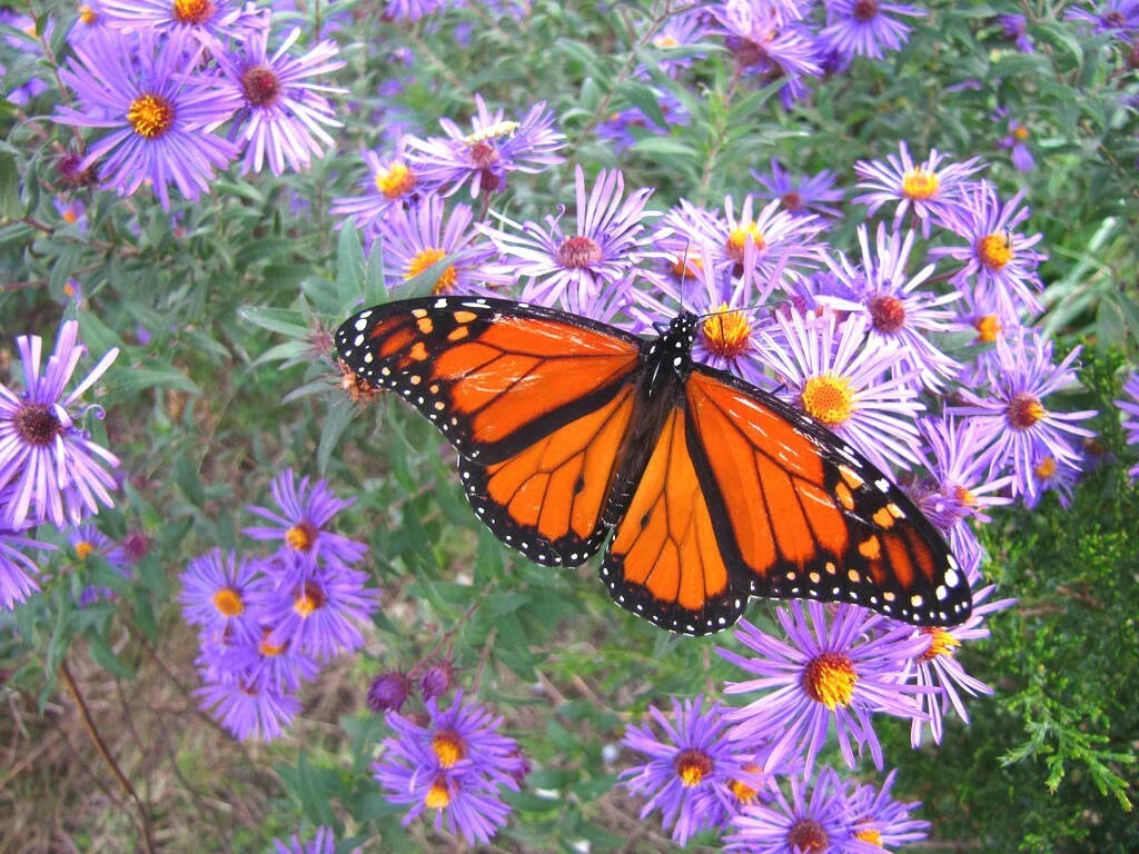 New England Aster Seeds - Perennial Native Wildflower - Summer/Fall Blooms - Aster novae-angliae - Easy to Grow