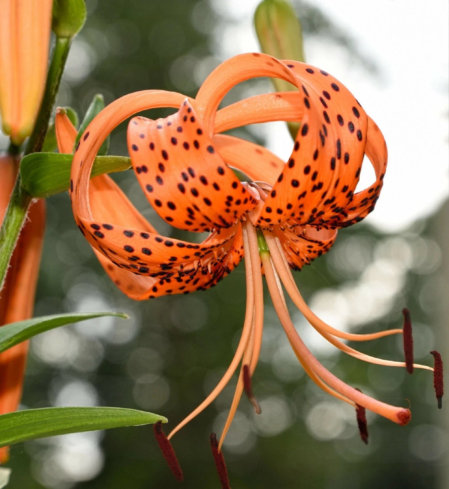 Tiger Lily Seeds - 20+ Count - Spotted Flowers - Lilium columbianum - USA Seller with Free Shipping