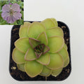Pinguicula 'Hanka' Butterworts Carnivorous Plant - Live Green Plant for Indoor Gardens and Terrariums