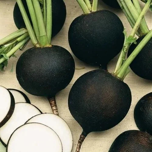 Black Spanish Round Radish Seeds - 100+ Heirloom Organic Non-GMO Fresh Seeds - Raphanus sativus