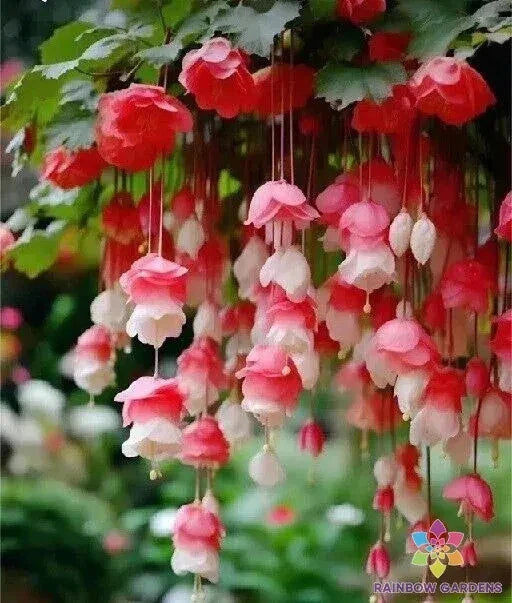 Weeping Begonia Seeds - 25 Red & White Varieties - Ideal for Garden Planting - USA Grown