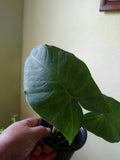 Giant Elephant Ear Plant - Small Alocasia - Large Leaves - Indoor Houseplant