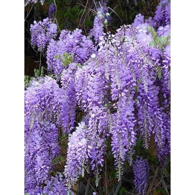 Wisteria Live Plants - 2 Rooted, Purple Flowering Vines - Wisteria sinensis