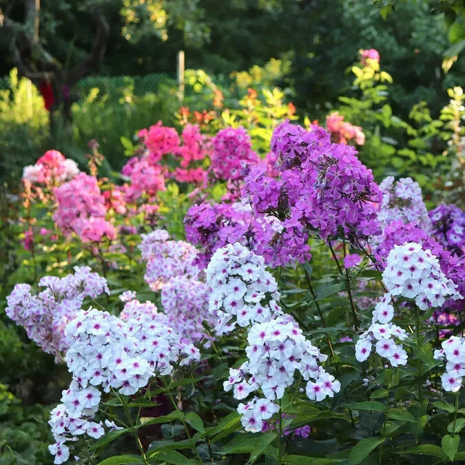 Phlox Seeds Garden Mix - 100+ Variety Pack - Colorful Flowers for Planting - Free Shipping
