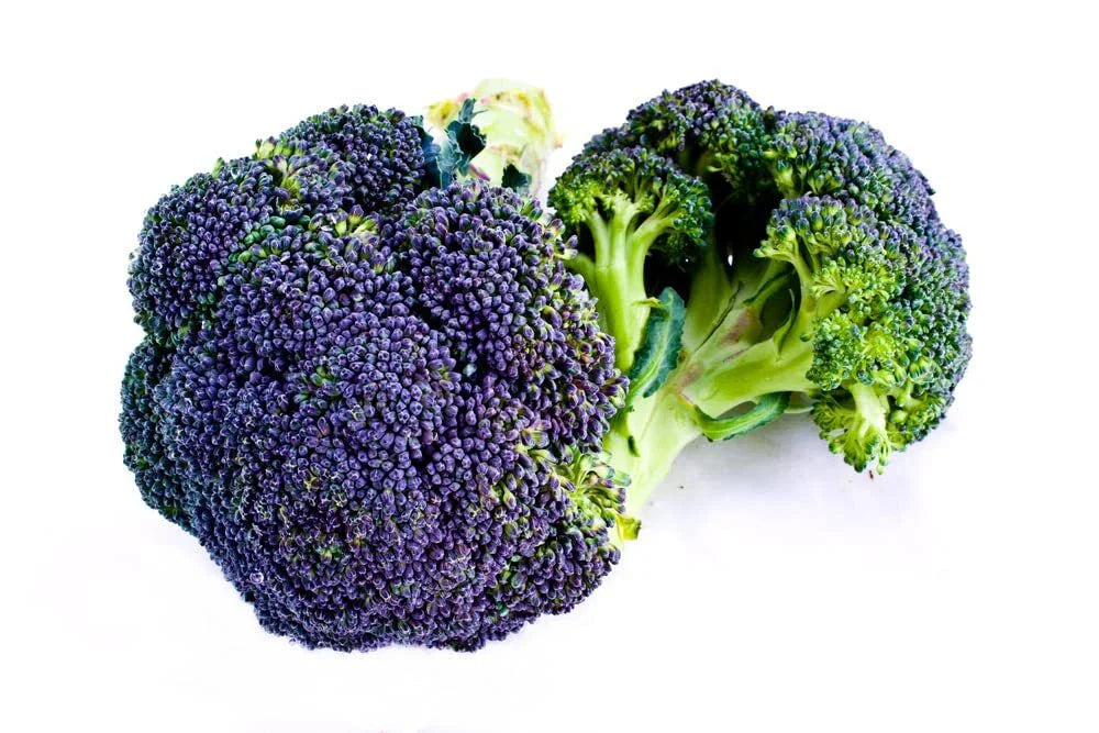 Burgundy Broccoli Seeds (25 Seeds) - Full Size Broccoli Plants, Brassica oleracea var. italica