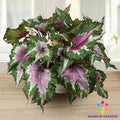 Watermelon Party Begonia Seeds - 25+ Seeds for Garden Planting - Begonia 'Watermelon' - USA