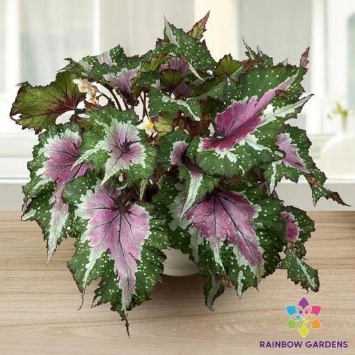 Watermelon Party Begonia Seeds - 25+ Seeds for Garden Planting - Begonia 'Watermelon' - USA