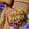 Echeveria Mebina Variegata Succulent Plant, 3" Green, Live Indoor Houseplant, Imported Echeveria