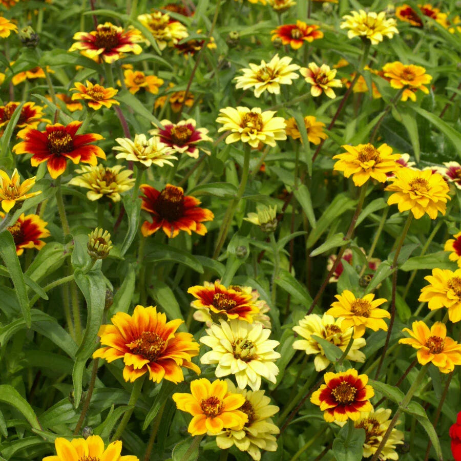 Zinnia Seeds - 500 Non-GMO Mexican Persian Carpet Mix - Dwarf Flower Variety for Pollinators (Zinnia elegans)