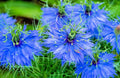 Love in a Mist Flower Seeds 500 Count - Nigella damascena, Blue & White Varieties, Easy to Grow, Annual Garden Seeds