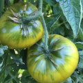 Green Cherokee Tomato Seeds 50 Ct Heirloom Non-GMO Indeterminate Vegetable (Solanum lycopersicum)