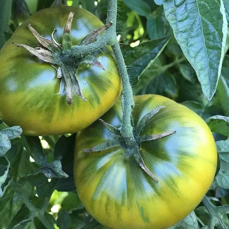 Green Cherokee Tomato Seeds 50 Ct Heirloom Non-GMO Indeterminate Vegetable (Solanum lycopersicum)