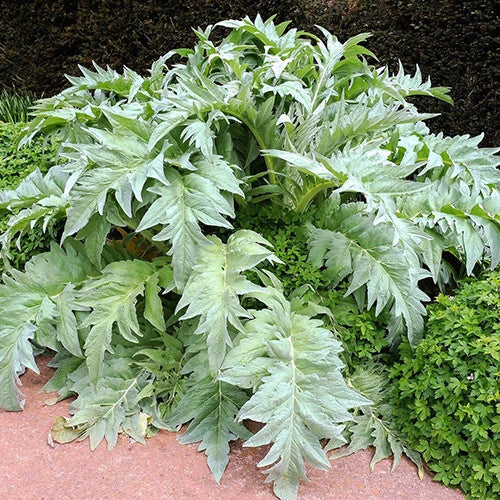 Bianco Avorio Cardoon Seeds | Heirloom Non-GMO | White Variety | Cynara cardunculus